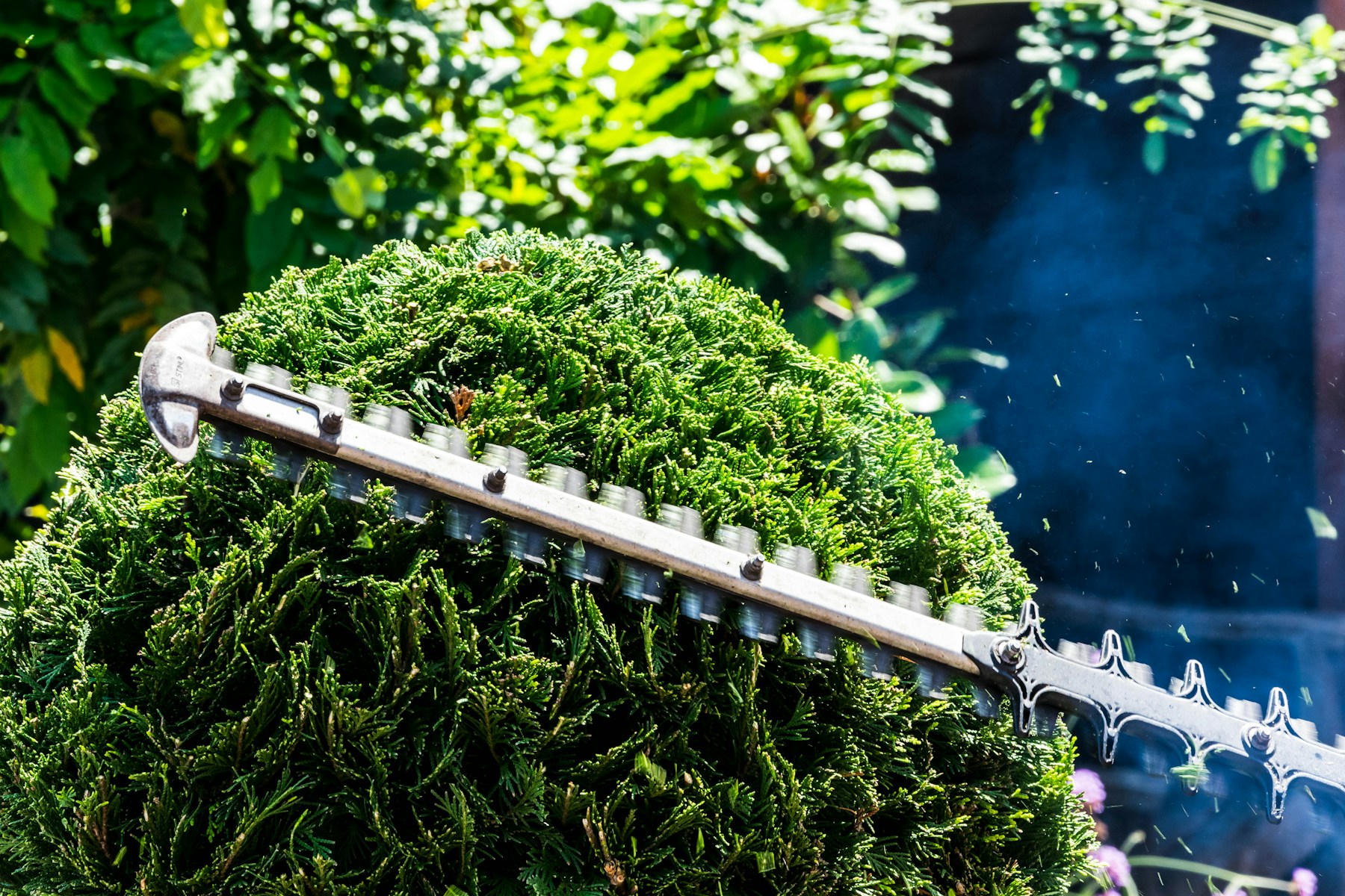 Hedge trimmer cutting a shrub